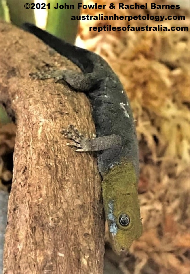 This captive male Yellow-headed Gecko (Gonatodes albogularis) was photographed in Dubai